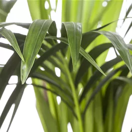 Howea forsteriana