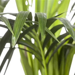 Howea forsteriana
