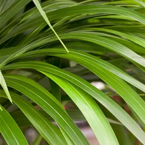 Howea forsteriana