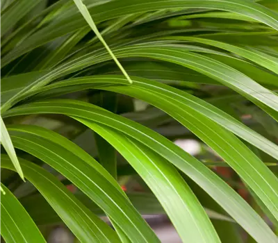 Howea forsteriana