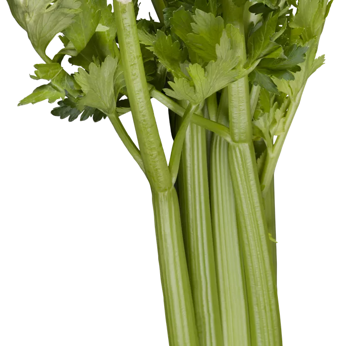 Stangensellerie 'Avalon'