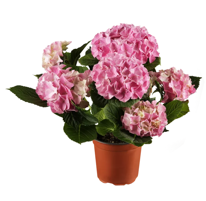 Bauernhortensie