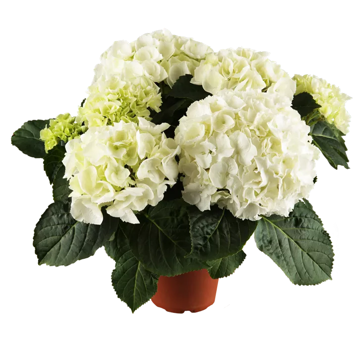 Bauernhortensie