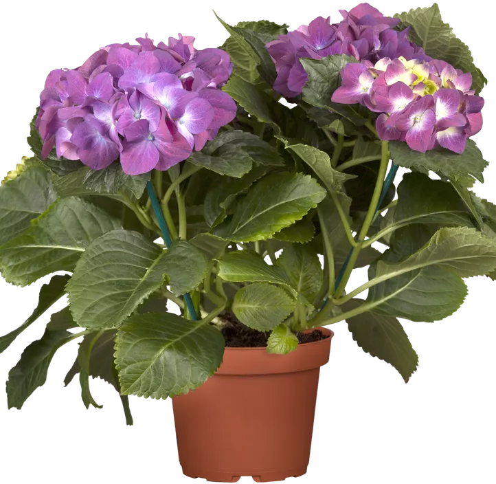 Gartenhortensie Music Collection