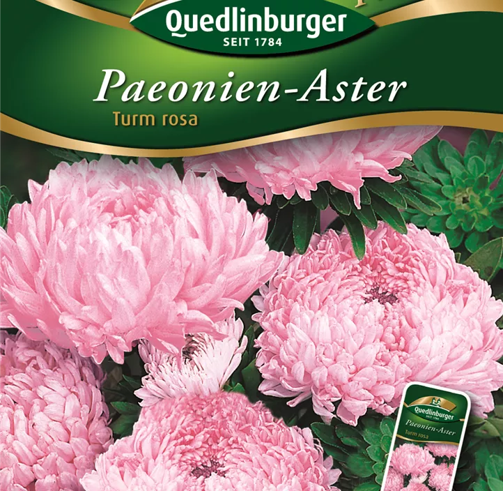 Astern Paeonien- Turm rosa  Astern Paeonien- Turm rosa