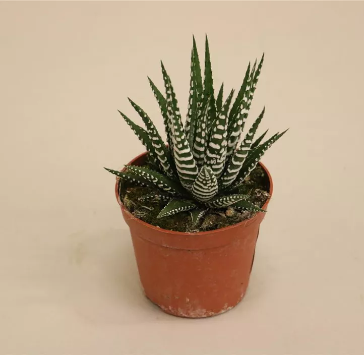 Haworthia 'Big Band' Haworthia 'Big Band'