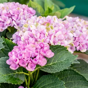 Hydrangea XXL