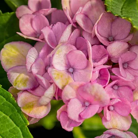 Hydrangea Magical Mix