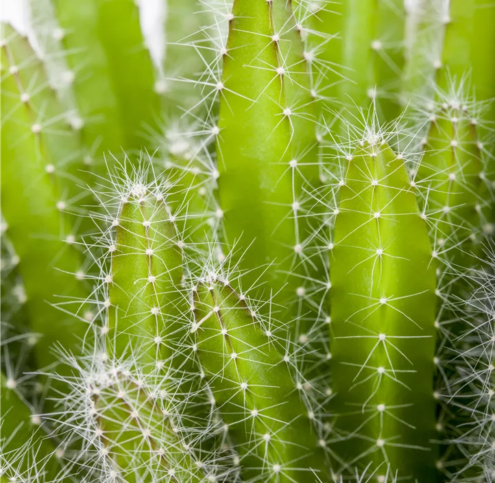 Drachenfrucht Drachenfrucht
