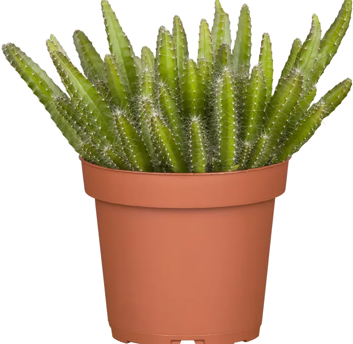 Drachenfrucht Drachenfrucht