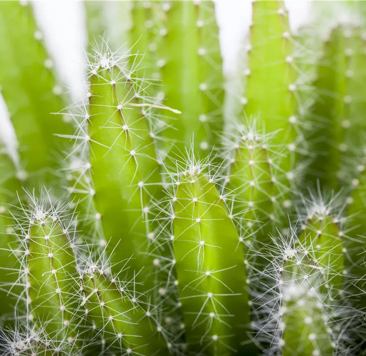Drachenfrucht Drachenfrucht