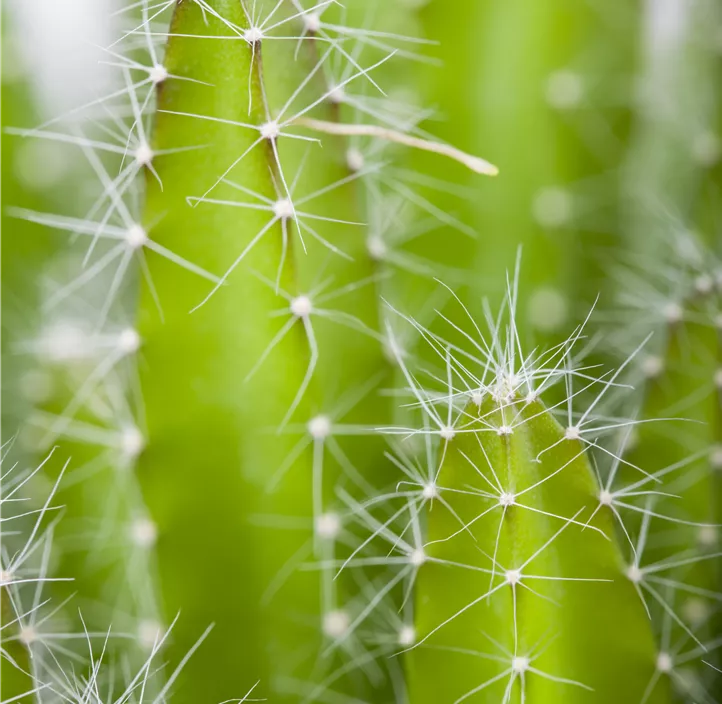 Drachenfrucht Drachenfrucht