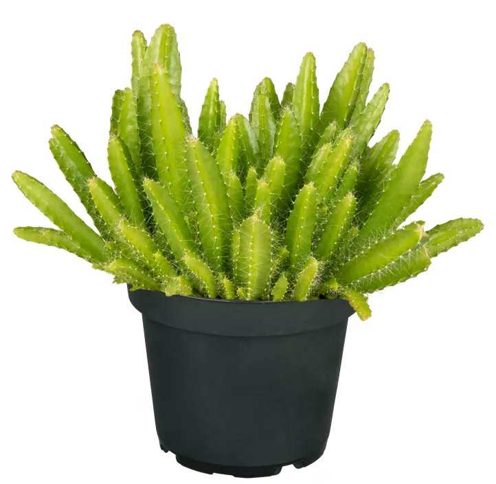 Drachenfrucht Drachenfrucht