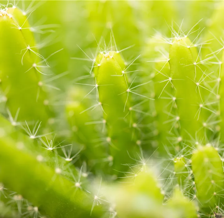 Drachenfrucht Drachenfrucht