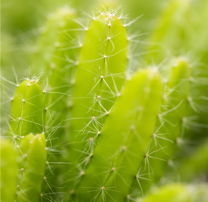 Drachenfrucht Drachenfrucht