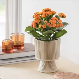 Kalanchoe blossfeldiana