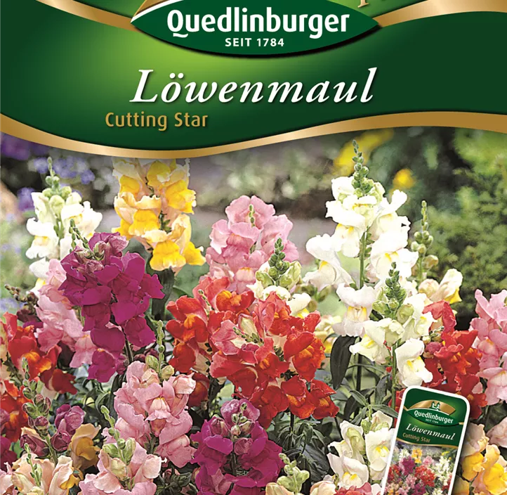 Löwenmaul Cutting Star Löwenmaul Cutting Star