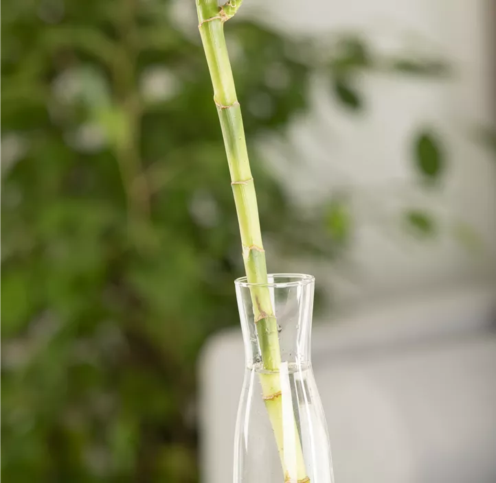 Glücksbambus Glücksbambus