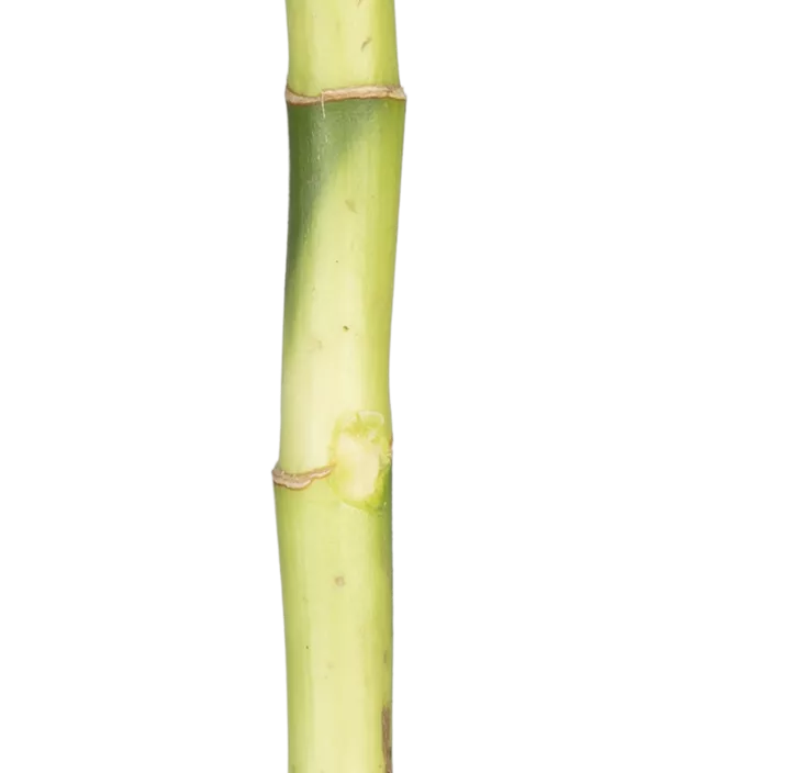 Glücksbambus Glücksbambus