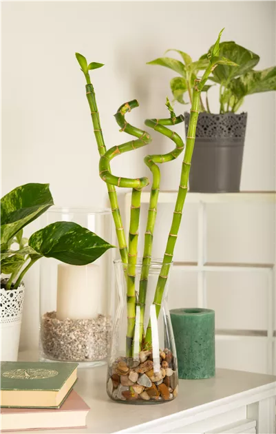 Lucky Bamboo Spirale , Glcksbambus - Bellaflora