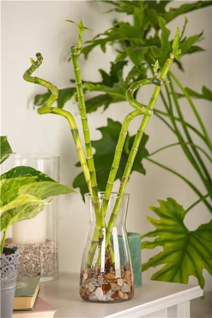 Lucky Bamboo Spirale , Glcksbambus - Bellaflora