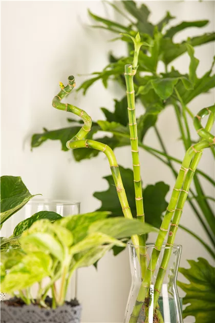 Lucky Bamboo Spirale , Glcksbambus - Bellaflora