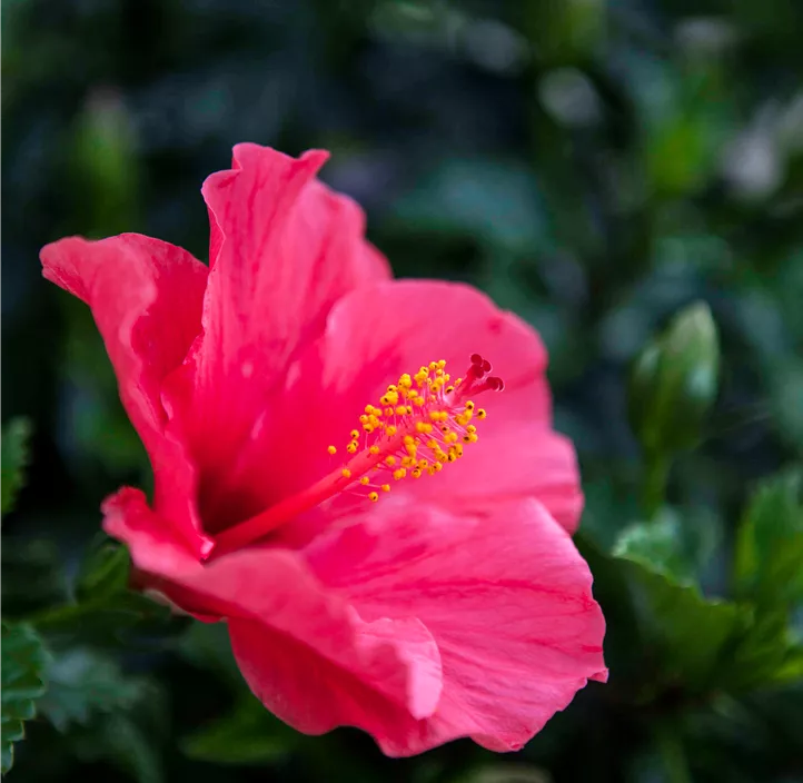 Chinesischer Roseneibisch