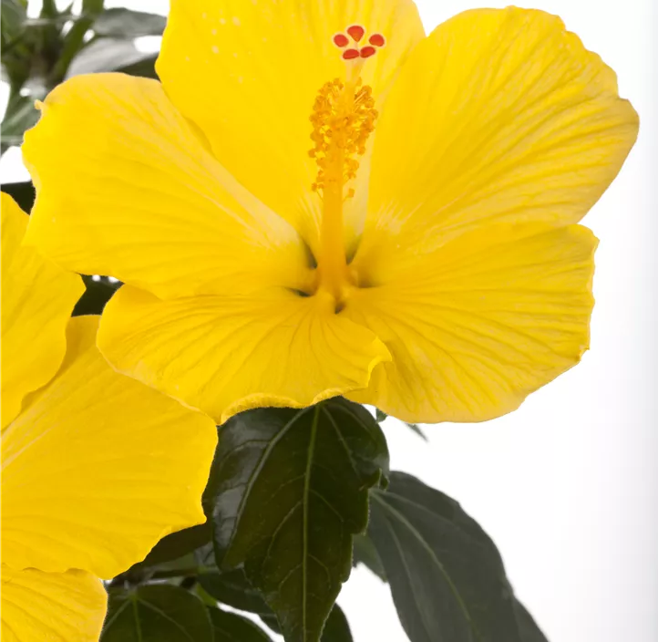 Chinesischer Roseneibisch
