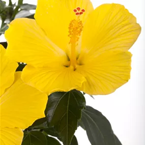 Chinesischer Roseneibisch