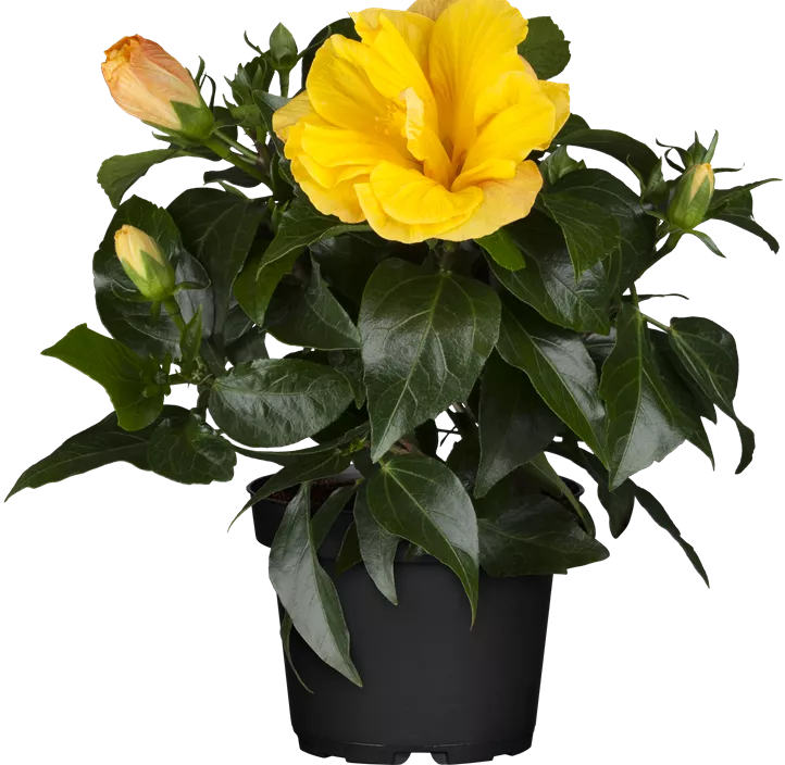 Chinesischer Roseneibisch