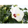 bellaflora Gartencenter GmbH
