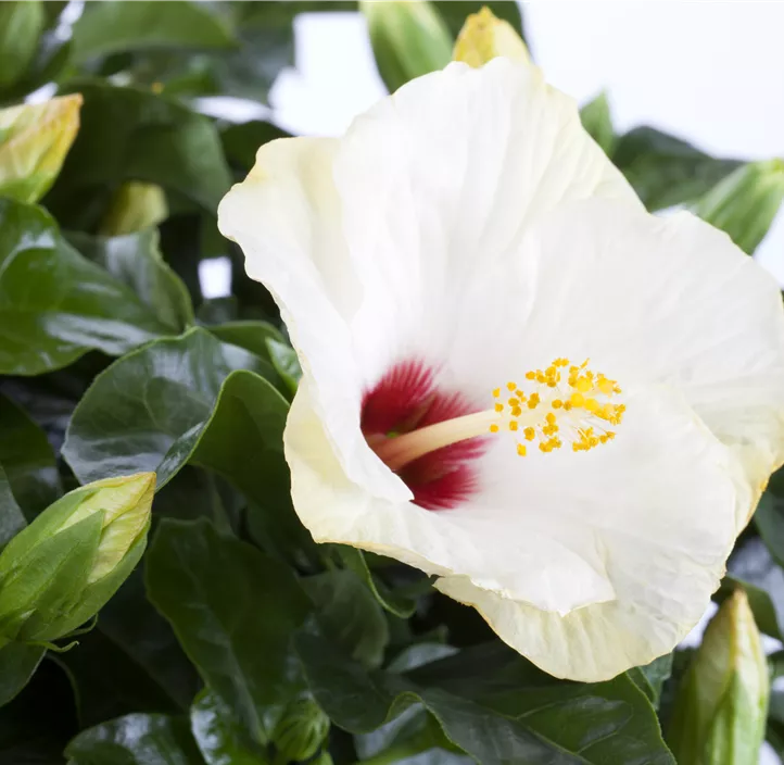 Chinesischer Roseneibisch
