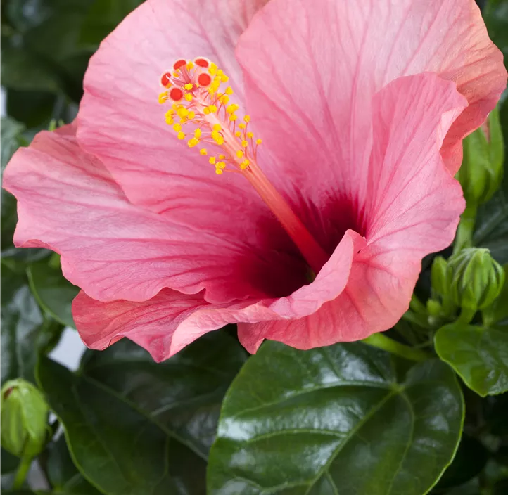 Chinesischer Roseneibisch
