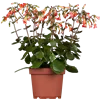 bellaflora Gartencenter GmbH