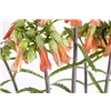 bellaflora Gartencenter GmbH