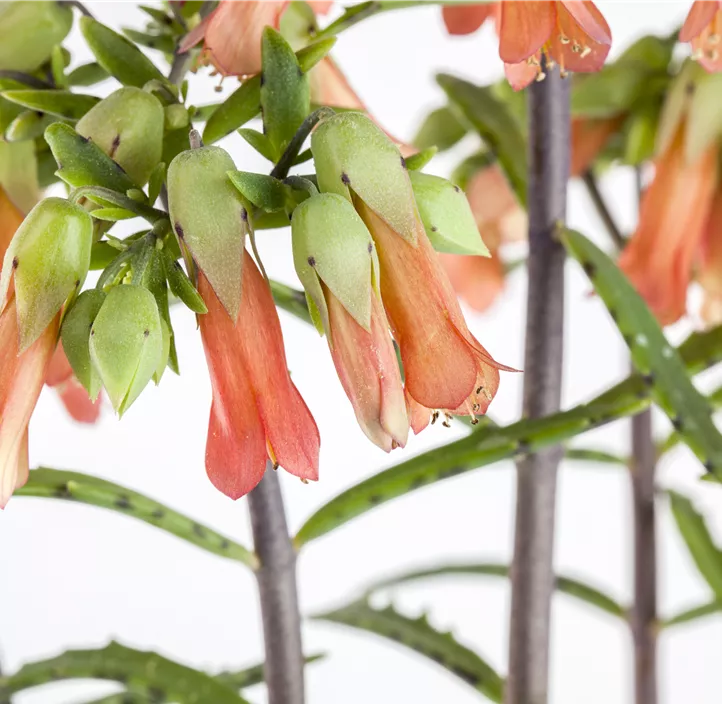 Flammendes Käthchen 'Lucky Bells'