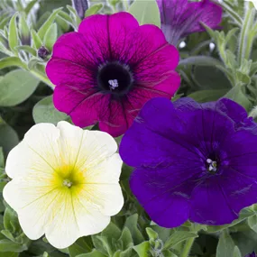 Petunia Hybride