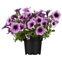 Petunia Hybride