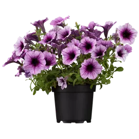 Petunia Hybride