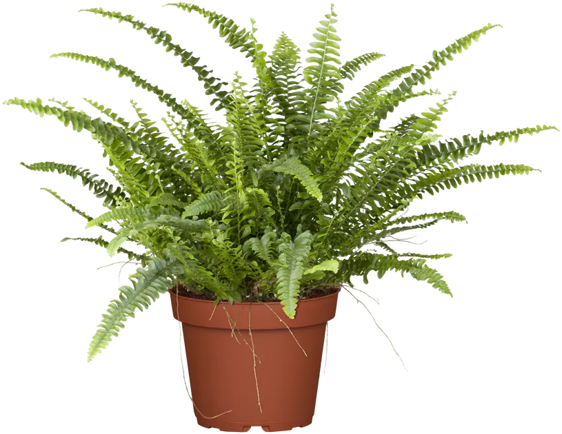 Nephrolepis exaltata Green Lady, Schwertfarn 'Green Lady' - Bellaflora