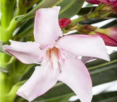 Nerium oleander, farblich sortiert