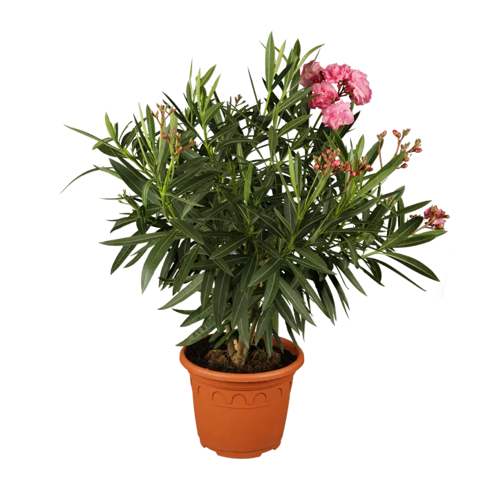 Oleander