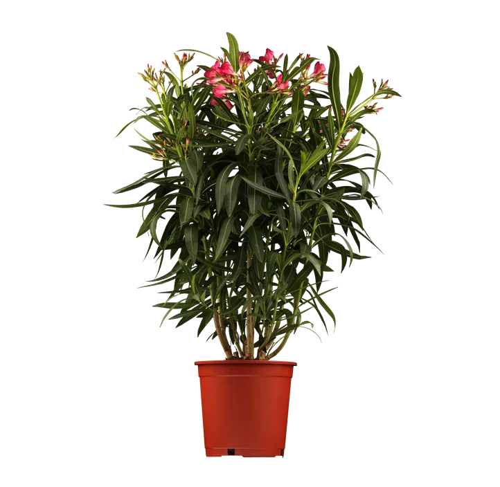 Oleander