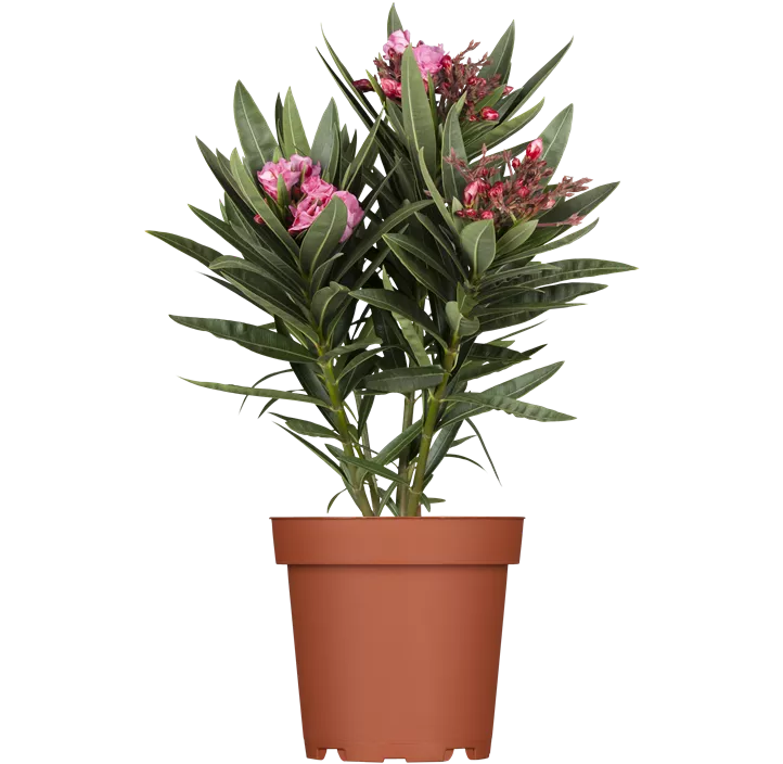 Oleander