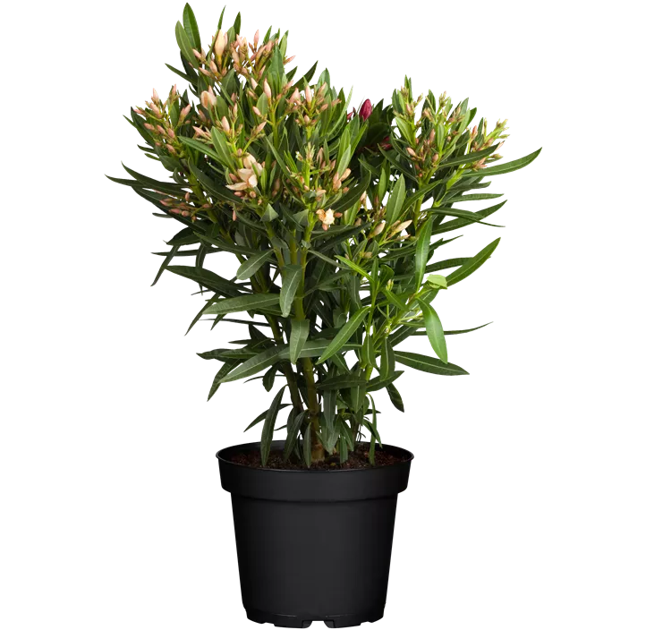 Oleander
