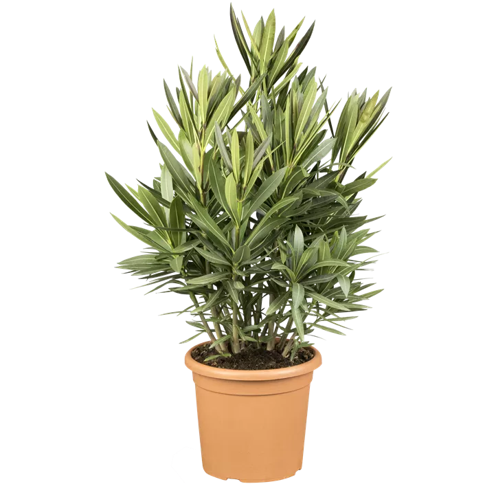 Oleander