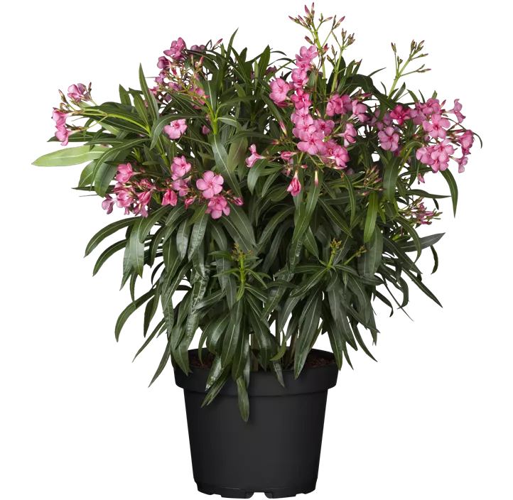 Oleander