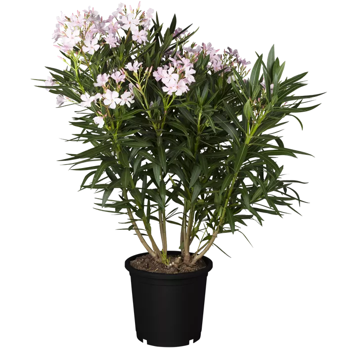 Oleander