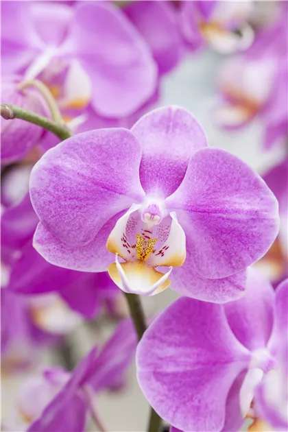Phalaenopsis Hybride lila, Schmetterlingsorchidee - Bellaflora