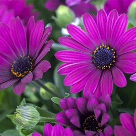 Osteospermum ecklonis
